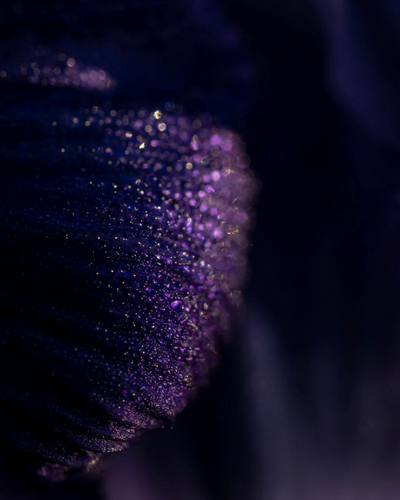 Nước hoa Maison Violet Pourpre D’Automne 1