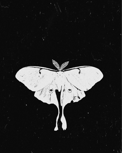 Nước hoa Zoologist Moth