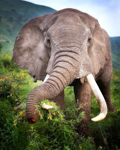 Nước hoa Zoologist Elephant 2