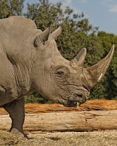 Nước hoa Zoologist Rhinoceros