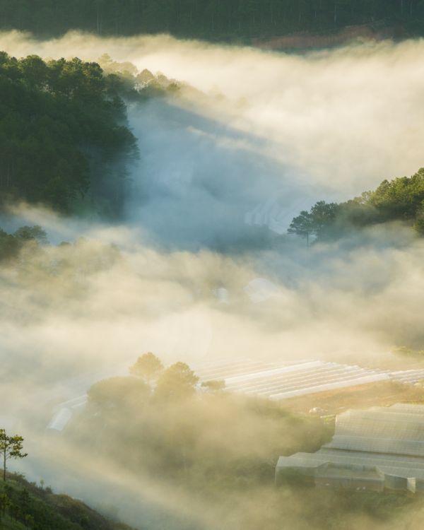 d'annam Da Lat