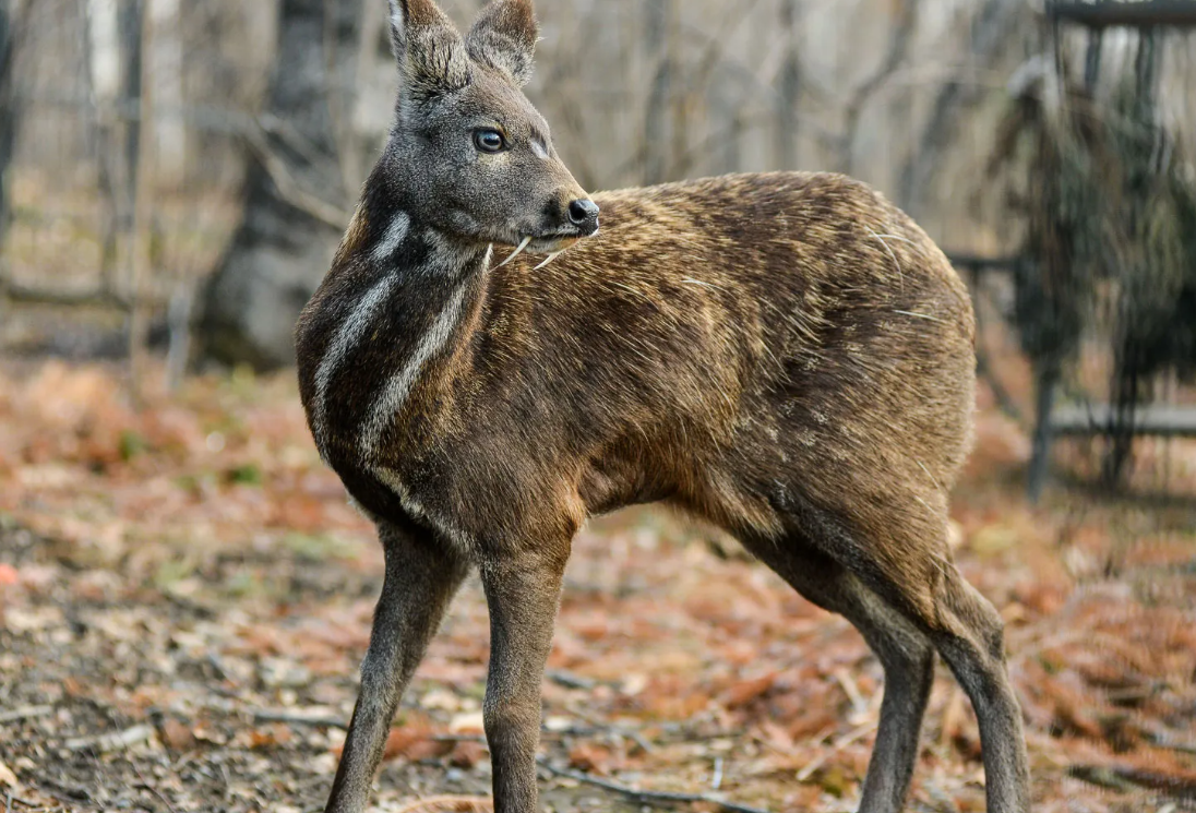 Musk Deer