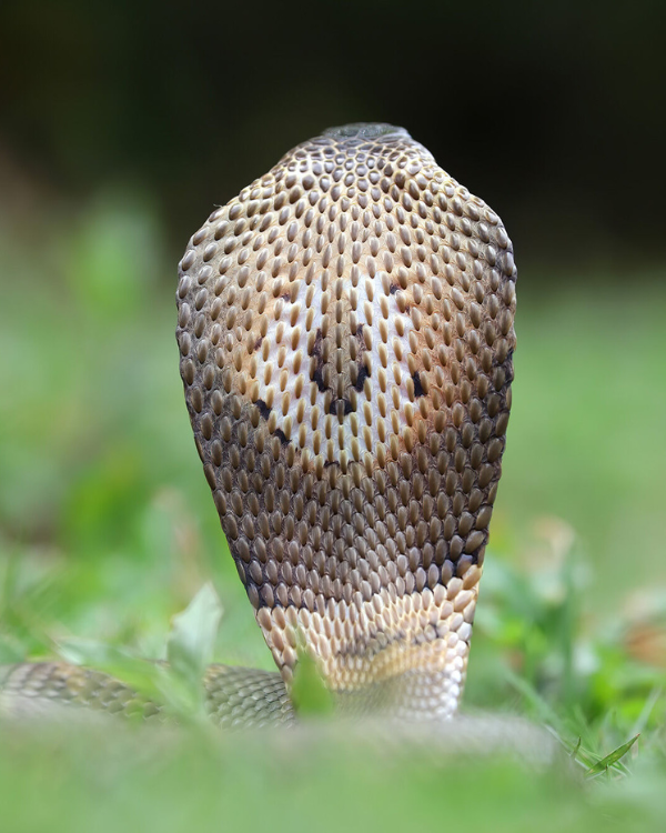 Zoologist King Cobra