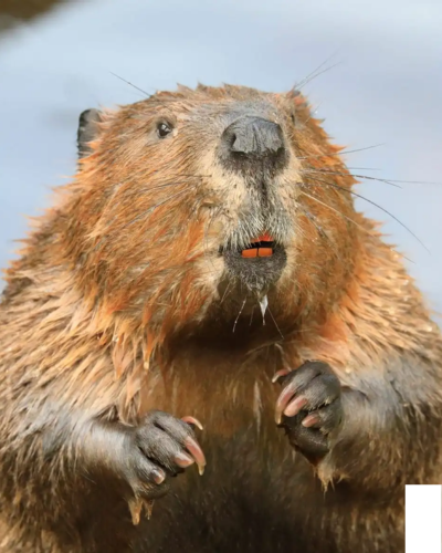 Nước hoa chính hãng Zoologist Beaver Maple Edition - Scentury Concept